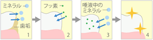 フッ素塗布